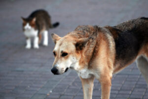 How Can Joel E. Brown, P.C. Help Me After a Dog Bite In Peoria, IL?